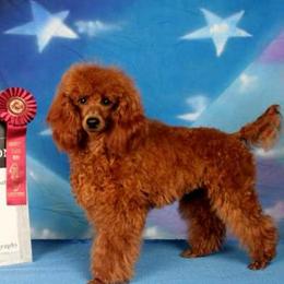 Boy 4 - male Poodle puppy in Colerain, North Carolina from Lisa's Poodles