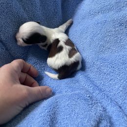 Girl 1 - White female Lhasa Apso puppy in Florence, Kentucky from Ky Ritz Lhasa’s.  formerly (Karen‘a Lhasa Apsos)