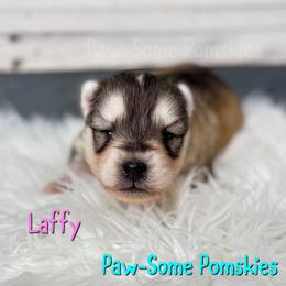 Laffy - Silver female Pomsky puppy in Krum, Texas from Paw-Some Pomskies