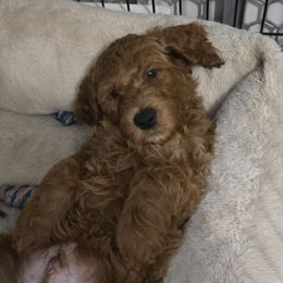 Goldendoodles from Miriam Williams