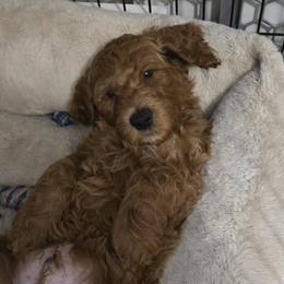 Goldendoodles from Miriam Williams