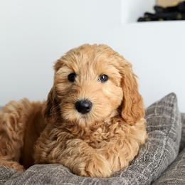 Fiona - Red female Australian Labradoodle puppy in Williamstown, New York from Lewis Manor Labradoodles