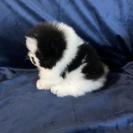 Pomeranian Puppies from Country Lane Kennels