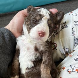 Aussiedoodle, Australian Mountain Doodle, Bernedoodle, and Poodle Puppies from Pear Tree Pups