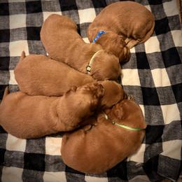Boy 4 - Dark golden male Golden Retriever puppy in Lebanon, Oregon from Dark Goldens on Hilltop