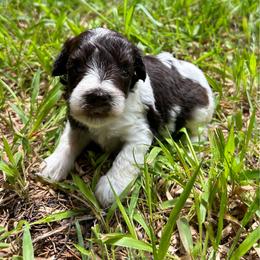 Tommy - Parti male Miniature Schnauzer puppy in Clover, South Carolina from Bobo’s Babies Kennels