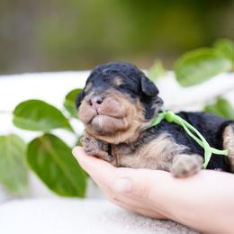 Green collar - Merle male Bernedoodle puppy in Spokane, Washington from Doodle Love