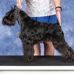 Miniature Schnauzers from Wiggin SVF Miniature Schnauzers