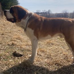 Maximus - Saint Bernard
