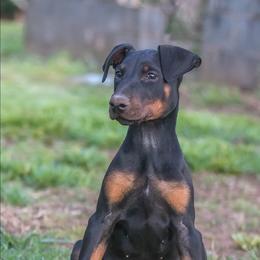 Rumor(Peanut) - Black and rust female Doberman Pinscher puppy in Shelby, North Carolina from IronBee Dobermans