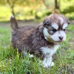 Danio - Chocolate male Pomsky puppy in Auburn, Washington from Periwinkle Pomskies