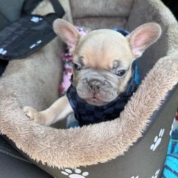 Not available already homed - Fawn brindle and white male French Bulldog puppy in North Fort Myers, Florida from Little Rascals