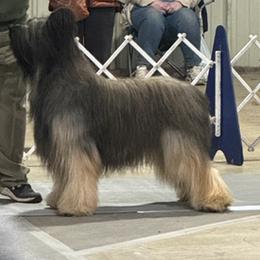 Briard All Grown Up from Davan's