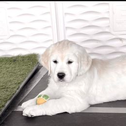 Golden Retriever Puppies from Huckaby’s English Golden Retrievers