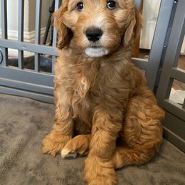 Goldendoodle Puppies from BB Doodles