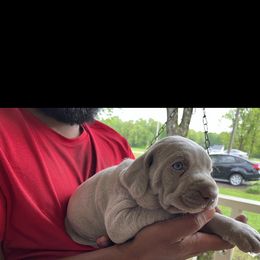 Weimaraner Puppies from Three Oak’s Kennel