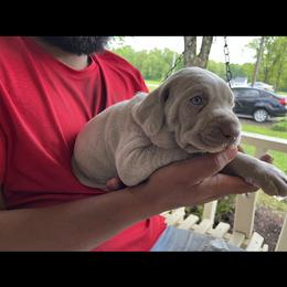 Weimaraner Puppies from Three Oak’s Kennel