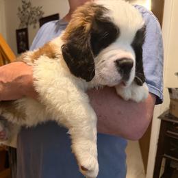 Snoppy - White and brown male Saint Bernard puppy in North Beach, Maryland from Mt.Harmony Saint Bernards