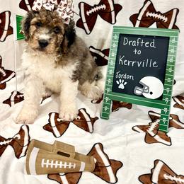 Jordon - female Golden Mountain Doodle puppy in Victoria, Texas from Deidre's Doodles