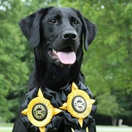 Sassy - Labrador Retriever