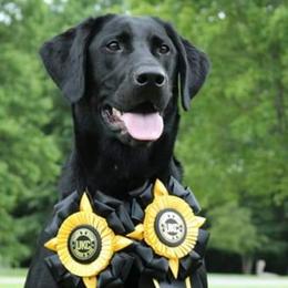 Sassy - Labrador Retriever