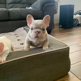 French Bulldog Puppies from HOI Frenchies