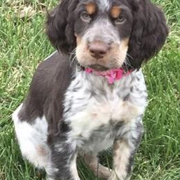 English Springer Spaniels from FourB Farm LLC.