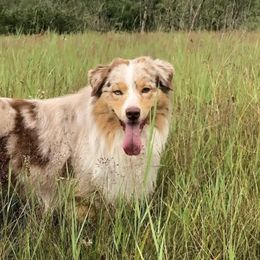 Australian Shepherds from True North Australian Shepherds