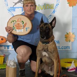 Belgian Malinois puppies from Red Rocket Malinois