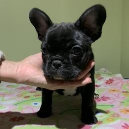 English Bulldog and French Bulldog Puppies from Benedict Family Frenchies, Bulldogs and Danes
