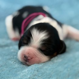 Violet - Black white and tan female English Springer Spaniel puppy in Cleburne, Texas from Powers English Springer Spaniels