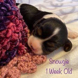 Cavalier King Charles Spaniel Puppies from M & M Cavaliers