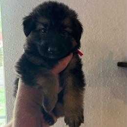 Nox - Black and tan male German Shepherd puppy in Florida from Best Shepherds