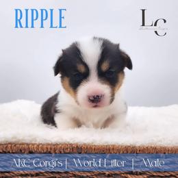 Ripple - Black and tan male Pembroke Welsh Corgi puppy in Pine Village, Indiana from NL Horsemanship
