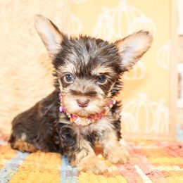 Belle TEACUP - Chocolate and tan female Yorkshire Terrier puppy in Hugo, Oklahoma from Ann R.