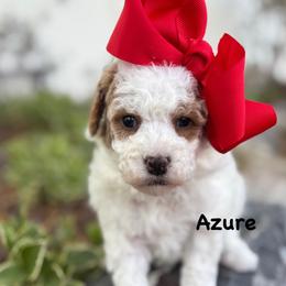Azure - Parti female Goldendoodle puppy in Herriman, Utah from Gypsi Doodles & Poodles LLC.