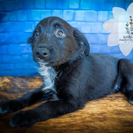 Lily - Black & white female Australian Shepherd puppy in Owego, New York from WildBloom Australian Shepherds