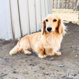 Charlie - Dachshund