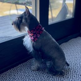 Miniature Australian Shepherd, Miniature Schnauzer, and Toy Australian Shepherd All Grown Up from Roses Halfpint Ranch