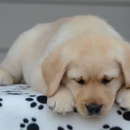 Labrador Retriever Puppies from Avery Labradors