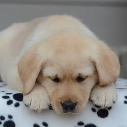Labrador Retriever Puppies from Avery Labradors