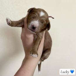Lucky - Red  male Goldendoodle puppy in Crothersville, Indiana from Wischmeier’s Doodles