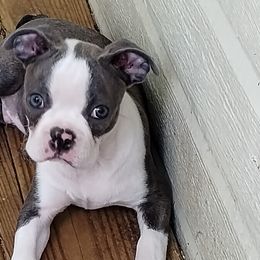 Boy 4 - Boston Terrier puppy in Chickamauga, Georgia from Aiguier's Bostons