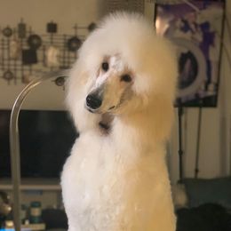Poodle Puppies from Ocala Standard Poodles