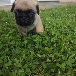 Boy 1 blue - Fawn male Pug puppy in Bainbridge, Ohio from Snuggle Pugs