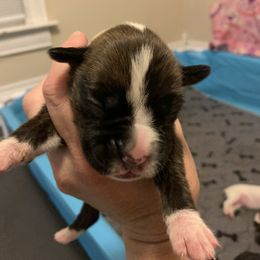 Girl 4 - Brindle Boxer puppy in Colorado Springs, Colorado from Premier Puppies