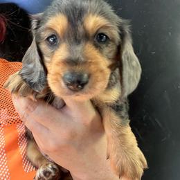 Edmund - Dapple male Dachshund puppy in Bigfork, Minnesota from Dachshunds Up North
