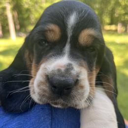 Sandy - Black brown and white female Basset Hound puppy in Flemington, Missouri from Porch Sittin' Hounds