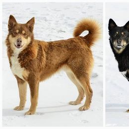 Lapponian Herder puppies from Maalattu Koirankoppi Lapponian Herders