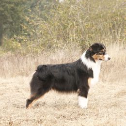 Shade - Australian Shepherd